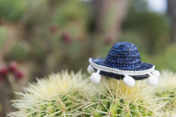 Spanyol kaktusz, kalap — Stock Fotó