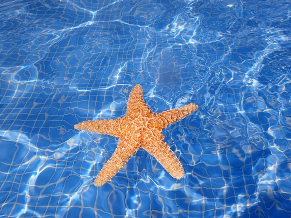 スイミング プールで星の魚 — ストック写真