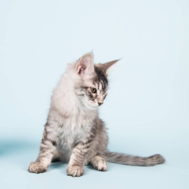 Mavi üzerinde oturan Maine coon yavru kedi
