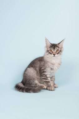 Studio mavi oturan Maine coon yavru kedi