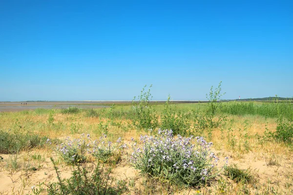 Planten op het strand — Stockfoto