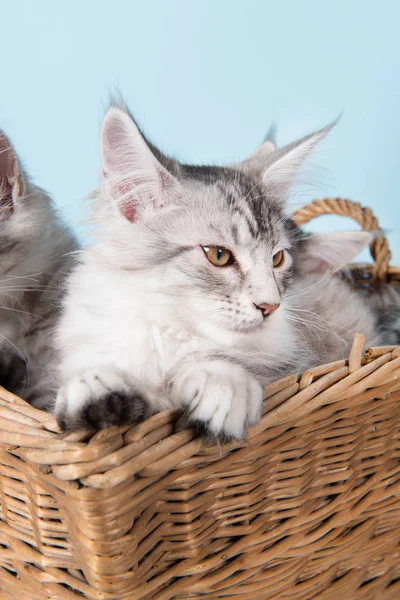 Maine coon kittens in basket — Zdjęcie stockowe