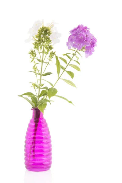 Fialové a bílé květy Phlox — Stock fotografie