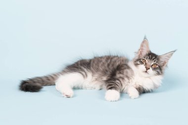 Maine coon yavru kedi mavi döşeme