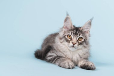 Maine coon kedi mavi