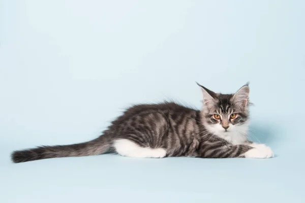 Maine coon kitten laying on blue — Stock Photo, Image