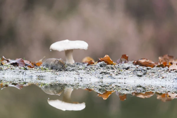 Mouse and mushroom — Stock Photo, Image