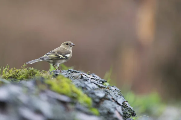 Θηλυκό finch σε κλαδί — Φωτογραφία Αρχείου