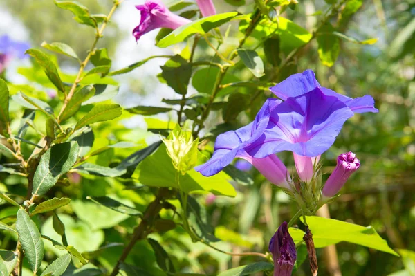 Moring glories in nature — Stock Photo, Image