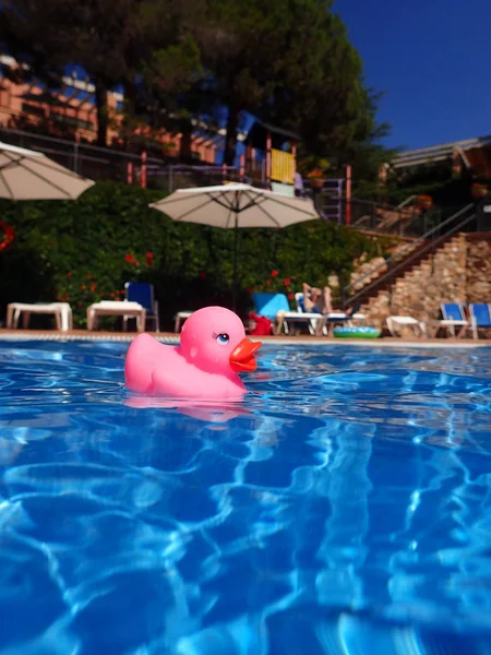 Floating duck in swimming pool — Stock Photo, Image