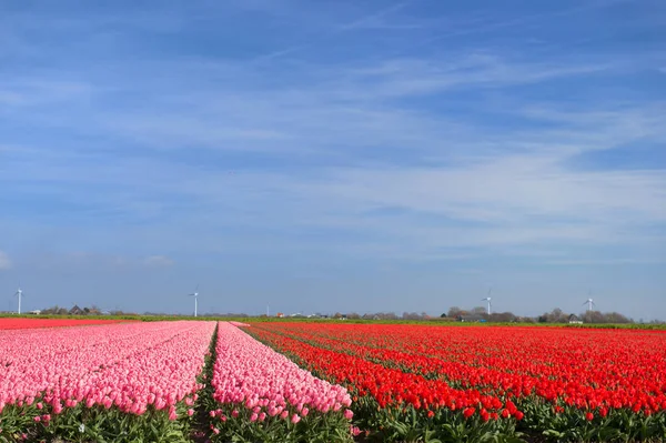 Tulipes rouges de champ — Photo