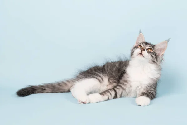 Maine coon kitten laying on blue — Stock Photo, Image