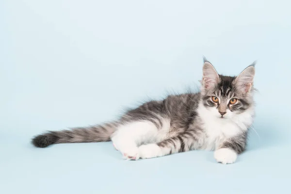Maine coon kitten laying on blue — Stock Photo, Image
