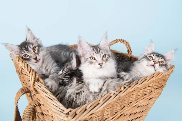 Maine coon kittens in basket — Zdjęcie stockowe