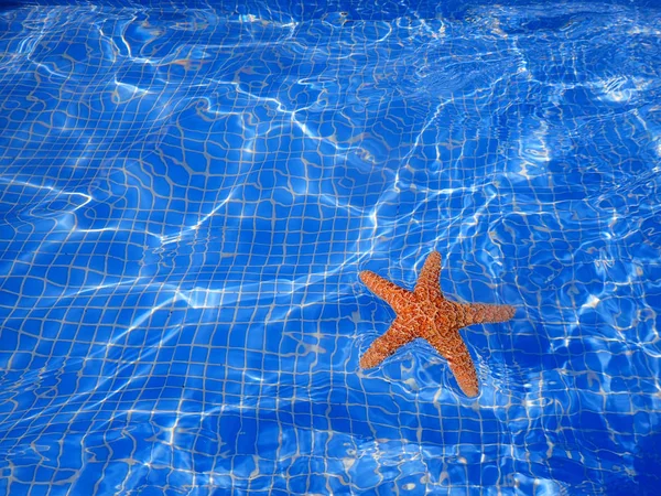 Sjöstjärna i poolen — Stockfoto