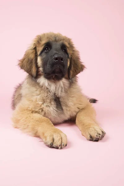 Leonberger 上粉红色的小狗 — 图库照片
