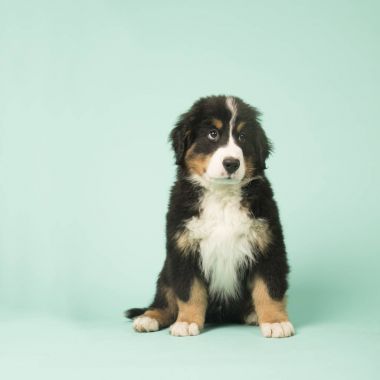 Bernese dağ köpeği köpek yeşil zemin üzerine