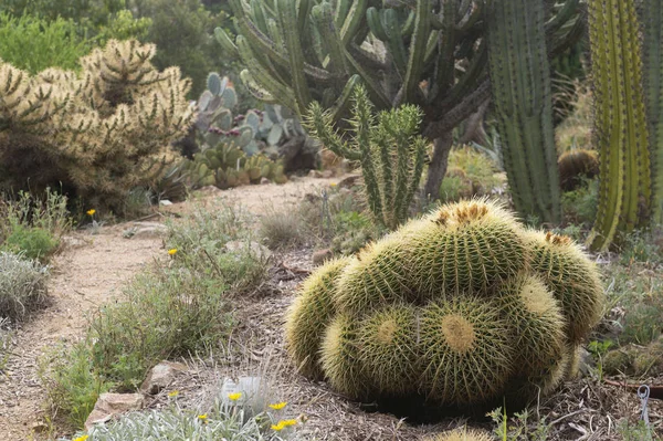 Garten mit Kakteen — Stockfoto