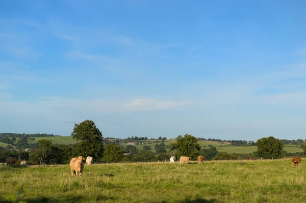 Brown Fransızca manzarada inekler