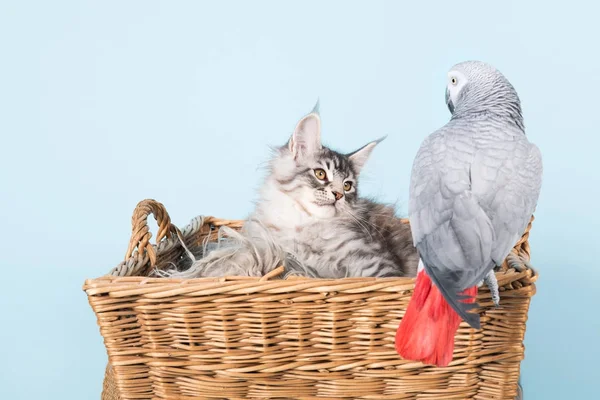 Papuga i maine coon kocięta — Zdjęcie stockowe