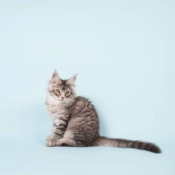 Maine coon kitten sitting on blue — Stock Photo, Image