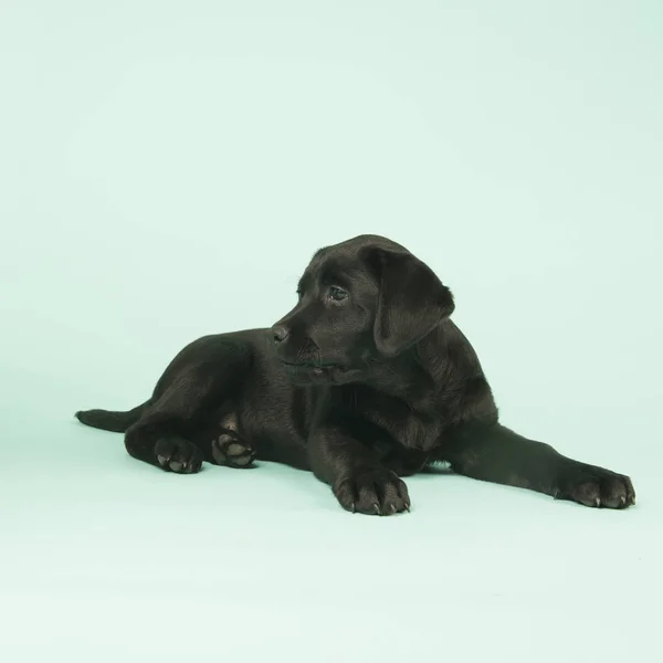 在绿色背景上的巧克力拉布拉多犬。 — 图库照片