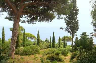 Kaktüsler ile Bahçe