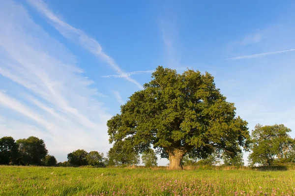 Einzelner grüner Baum — Stockfoto