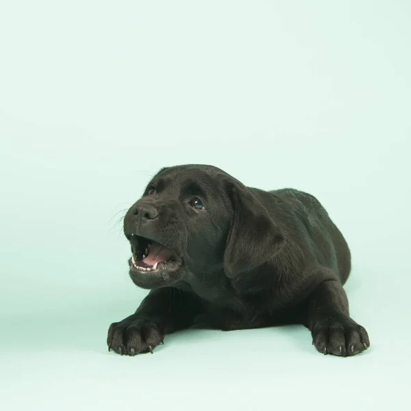 Chocolate Labrador puppy on green background — Stock Photo, Image