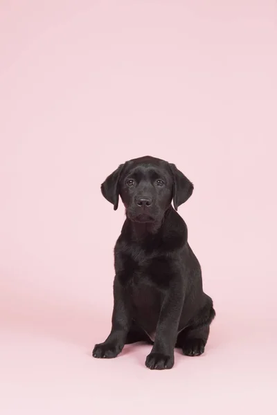 Choklad Labrador valp på rosa bakgrund — Stockfoto