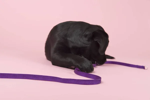 Choklad Labrador valp på rosa bakgrund — Stockfoto