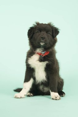 Çapraz doğurmak kenar kömür ocağı köpeklerine yeşil