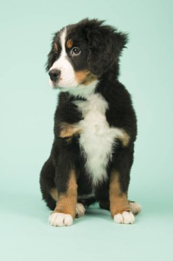 Bernese dağ köpeği köpek yeşil zemin üzerine