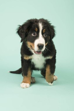 Bernese dağ köpeği köpek yeşil zemin üzerine