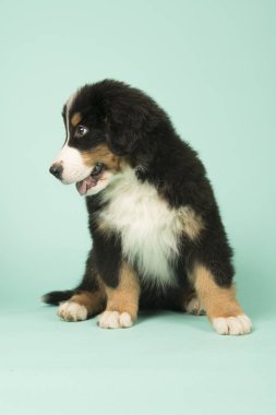 Bernese dağ köpeği köpek yeşil zemin üzerine