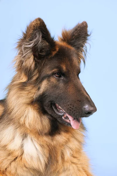 Deutscher Schäferhund — Stockfoto