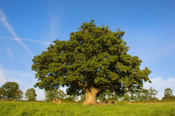 Enda gröna träd — Stockfoto