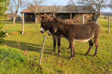 Çift Sephalar Çayırlığında