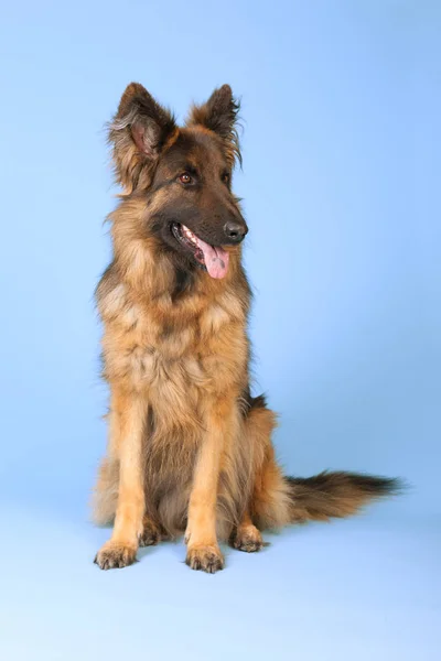 Deutscher Schäferhund — Stockfoto