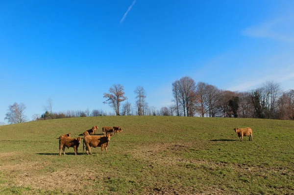 Vacas Limousin na paisagem — Fotografia de Stock