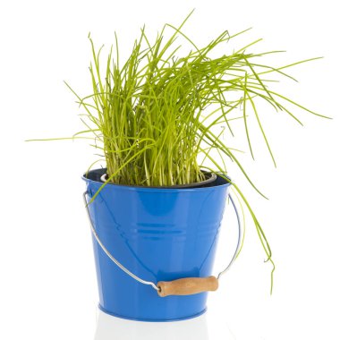 Mavi kova chives ile