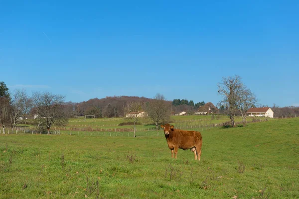 Limousin koe in landschap — Stockfoto