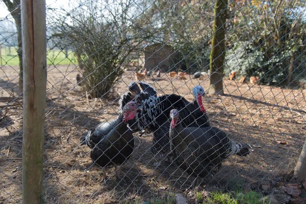 Henhouse with turkeys and chickens — Stock Photo, Image