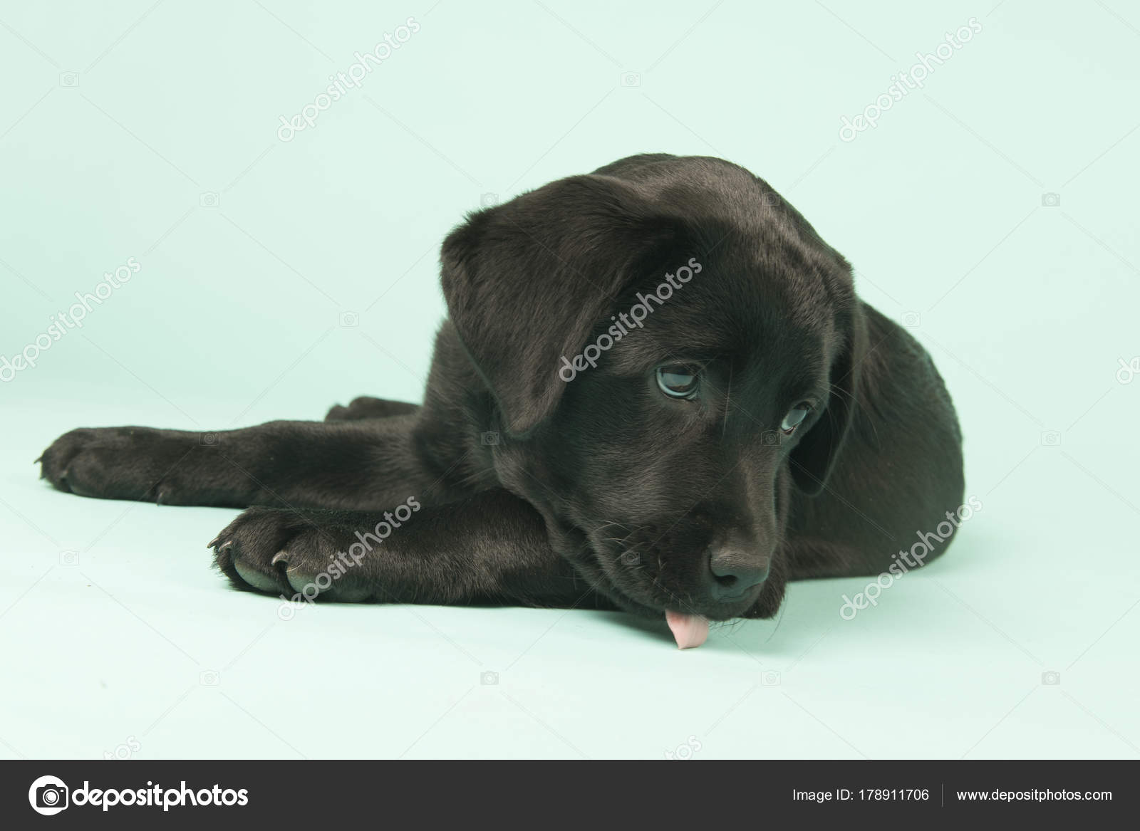 Chiot Labrador Chocolat Sur Fond Vert Image Libre De Droit Par Ivonnewierink C Chiot Labrador Chocolat Sur Fond Vert Image Libre De Droit Par Ivonnewierink C