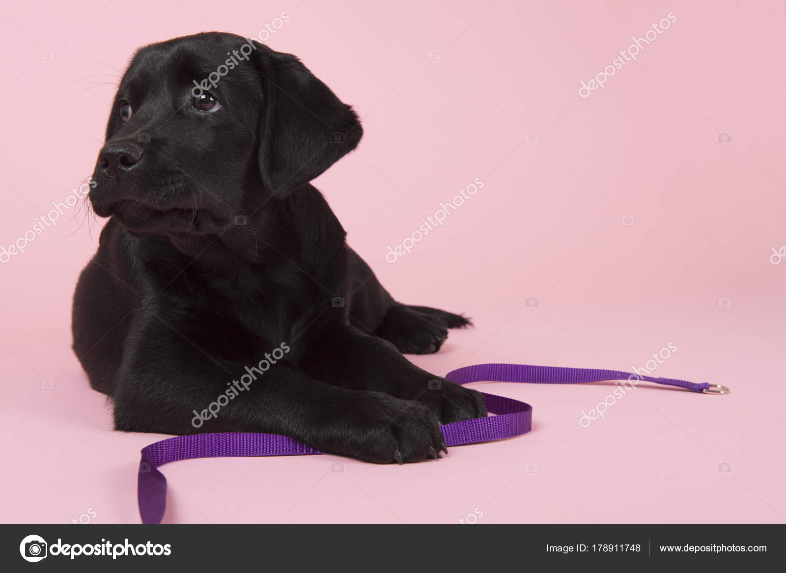 Chiot Labrador Chocolat Sur Fond Rose Photographie Ivonnewierink C Chiot Labrador Chocolat Sur Fond Rose Photographie Ivonnewierink C