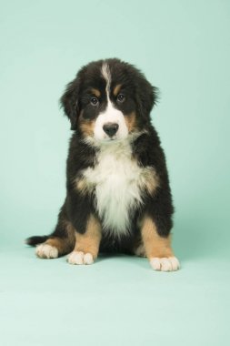 Bernese dağ köpeği köpek yeşil zemin üzerine