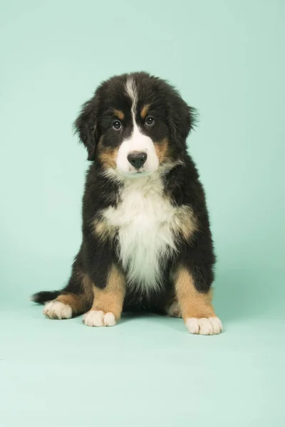 Bernese Mountain Dog puppy on green background — Stock Photo, Image