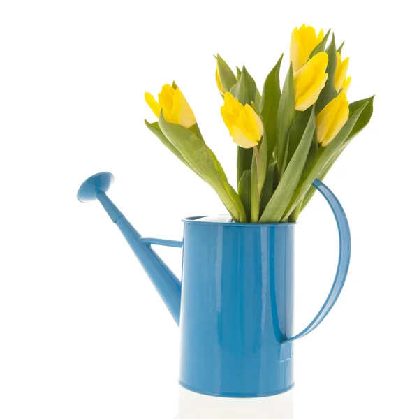 Yellow tulips in watering can — Stock Photo, Image