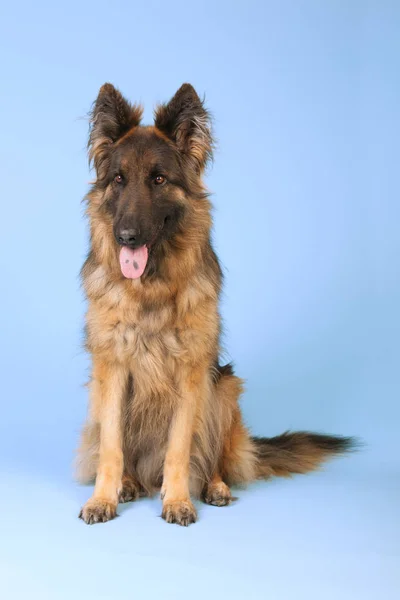 Deutscher Schäferhund — Stockfoto