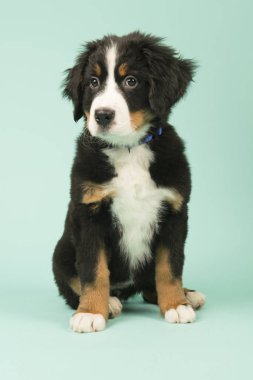 Bernese dağ köpeği köpek yeşil zemin üzerine